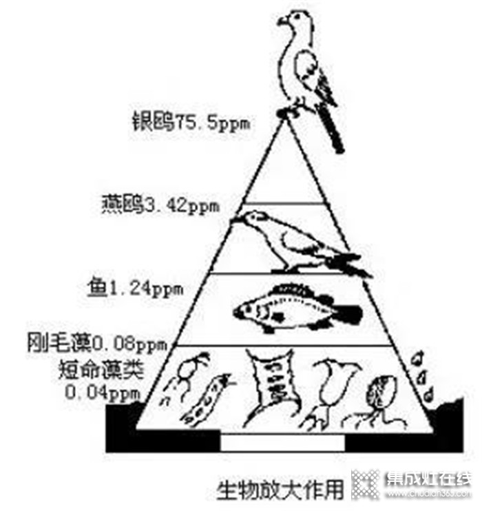 “野味”碰不得，藍(lán)炬星集成灶讓飯菜更健康美味