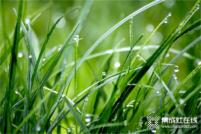 莫尼集成灶：今日谷雨，萬物生長宜播種，宜吃春！